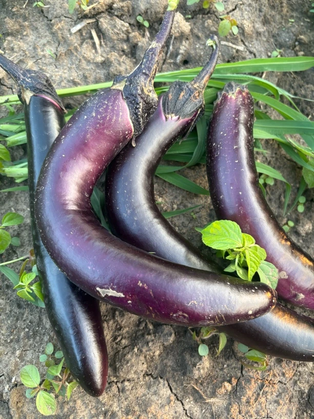 东北自家小园新鲜紫皮茄子