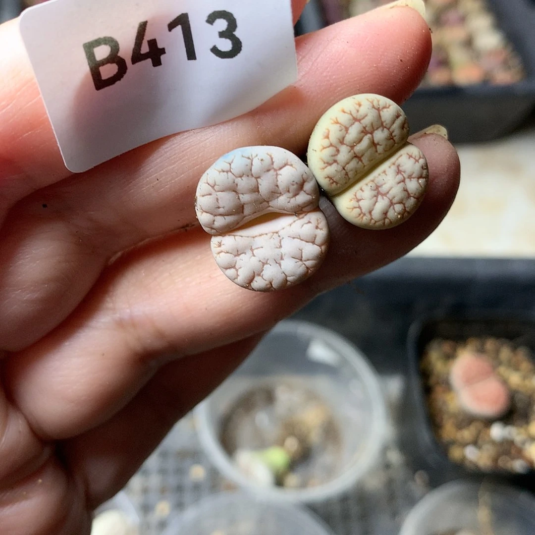安****哥B413多肉植物保护