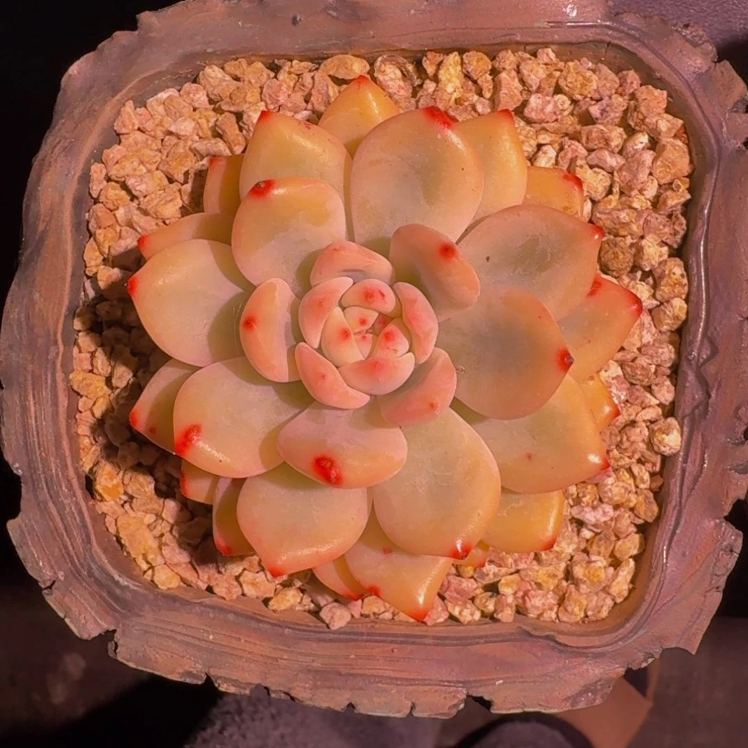 橙梦露 宽锦 一物一拍