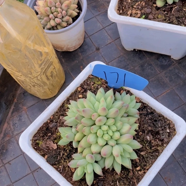嫣***然在家干了啥呀啊喂不