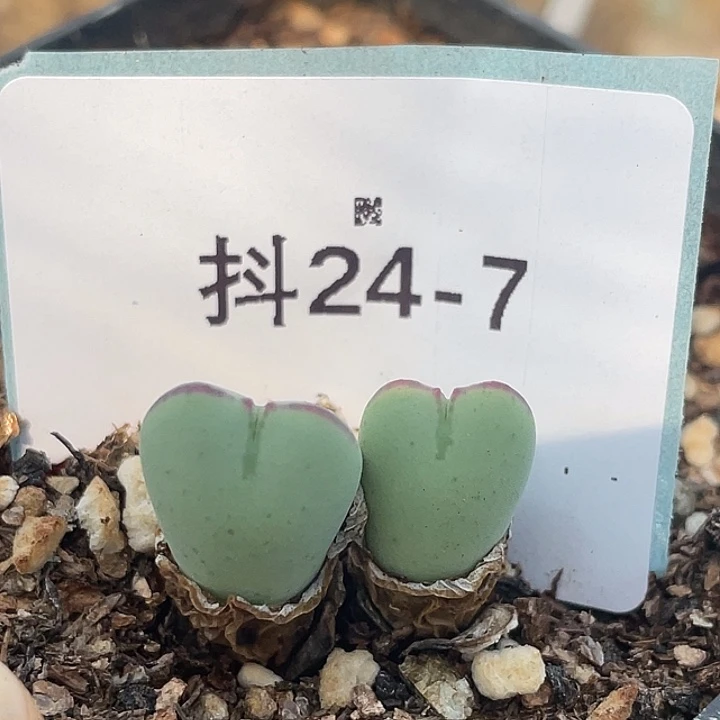 24-7将多肉植物肉锥