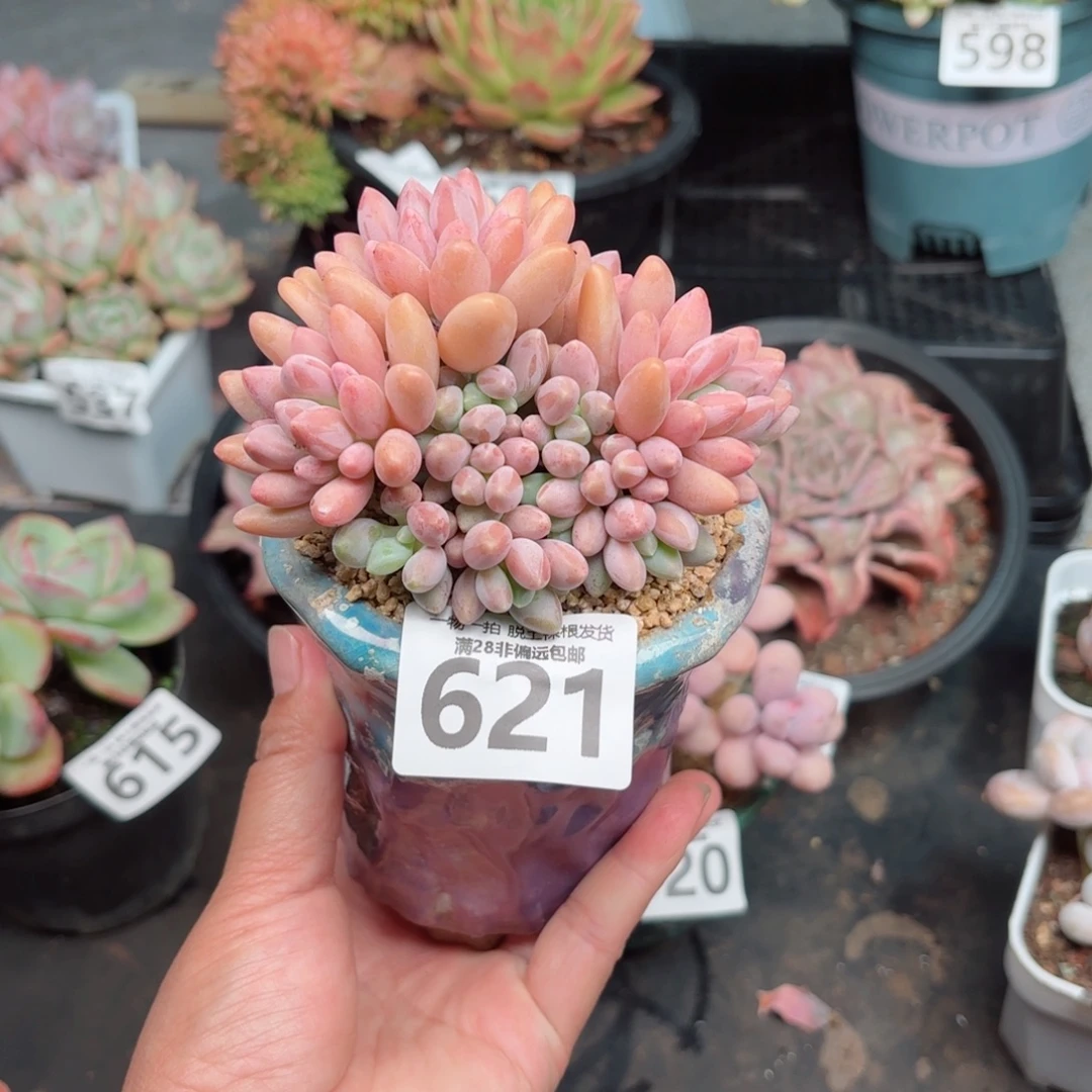 星黛露无盆土发货
