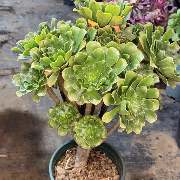 原始绿多肉植物48。