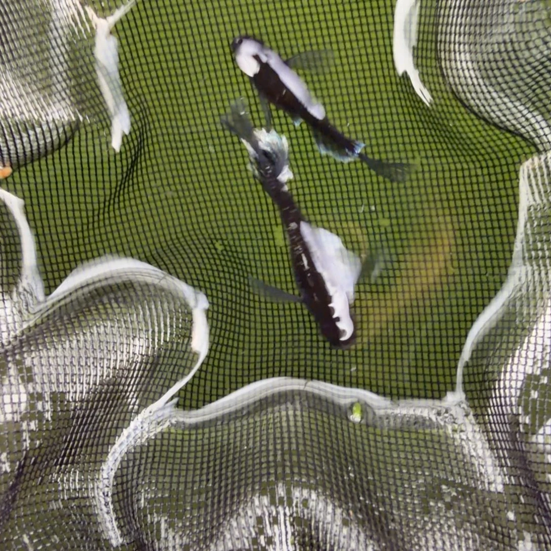 青鳉鱼编号 3 天目真长鳍一对