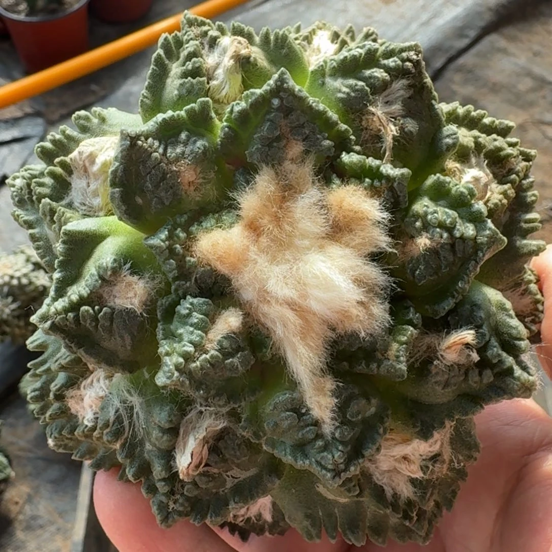 【闪购商品】十一公分龟甲372