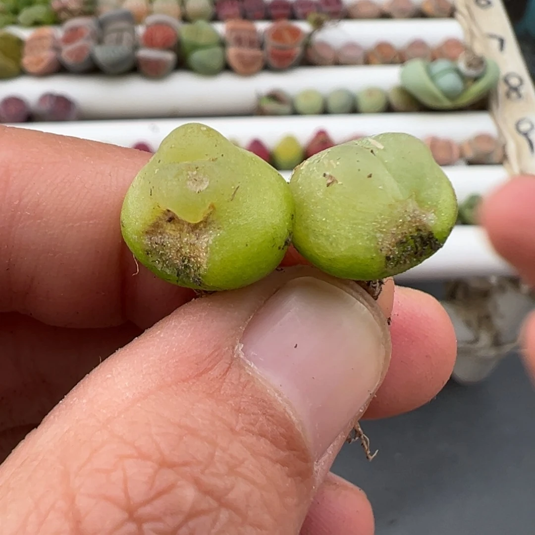 3.9好看的多肉脱土发货711