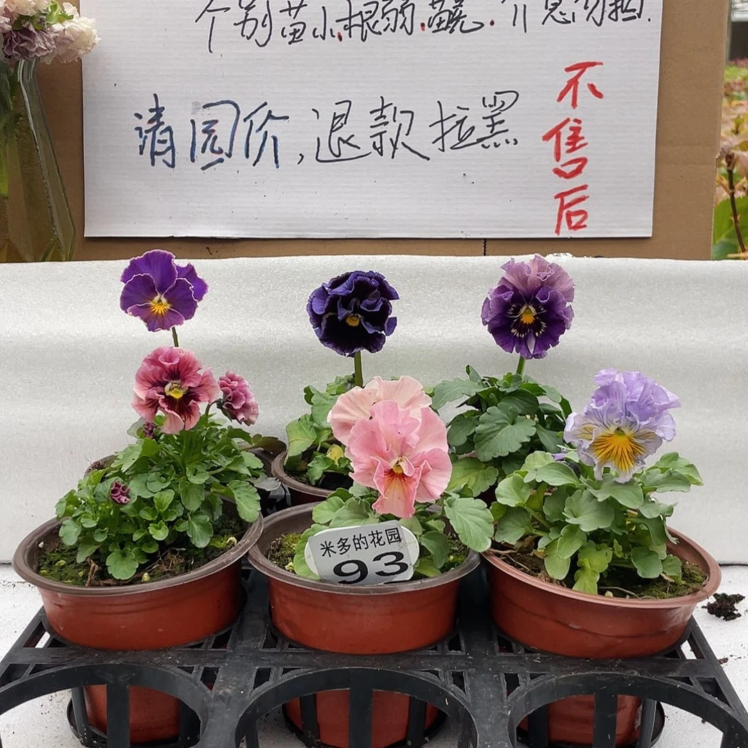 大部分花苞少量开放93