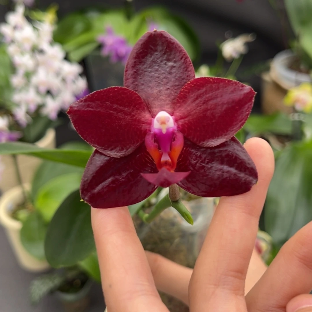 完全开放2.5寸弥陀太阳王开花株