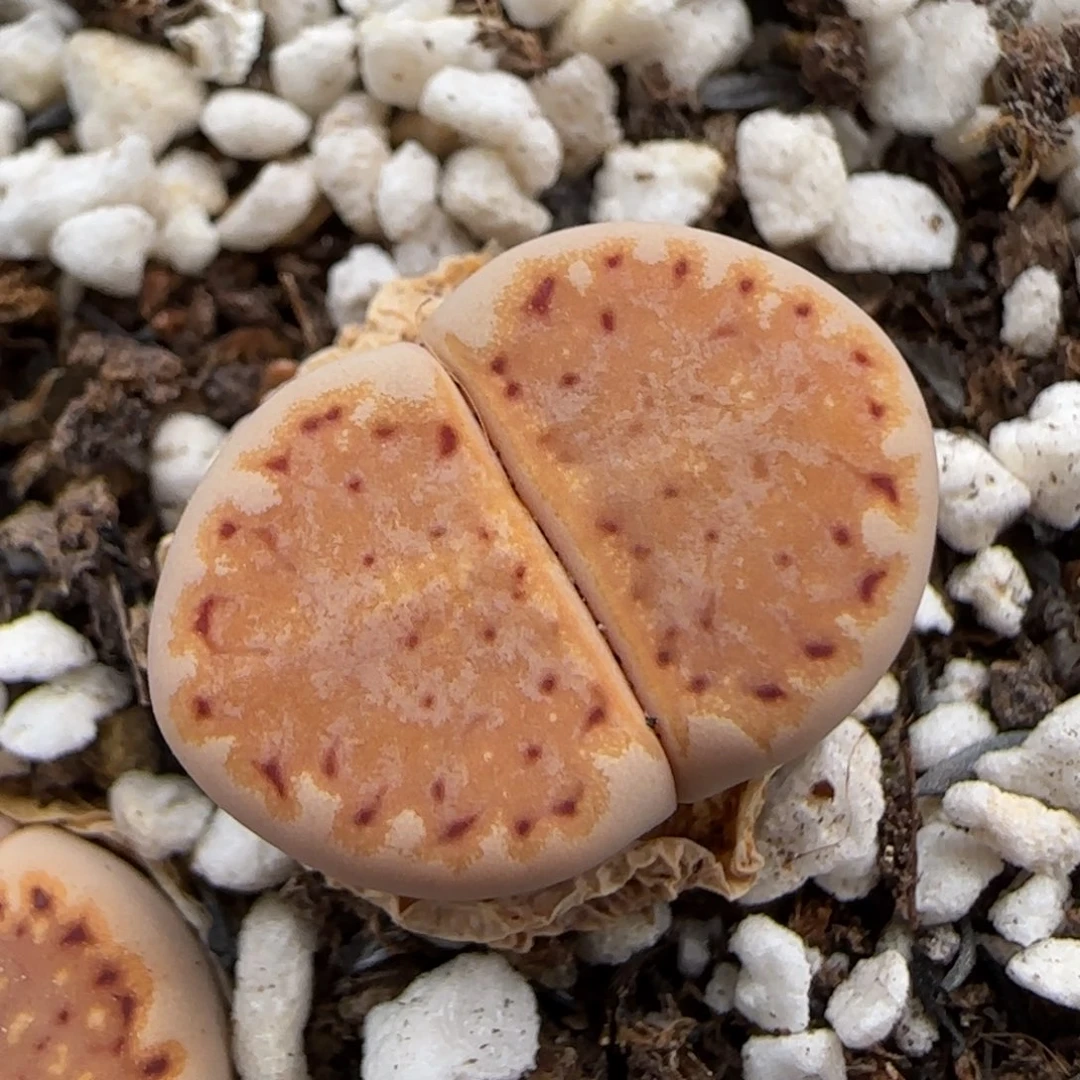 6.1。1620.5。 9190