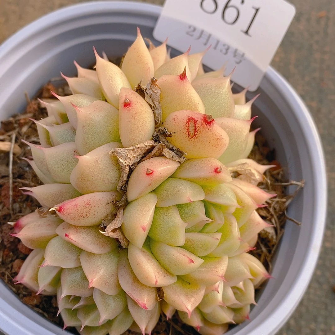 【闪购商品】云861号