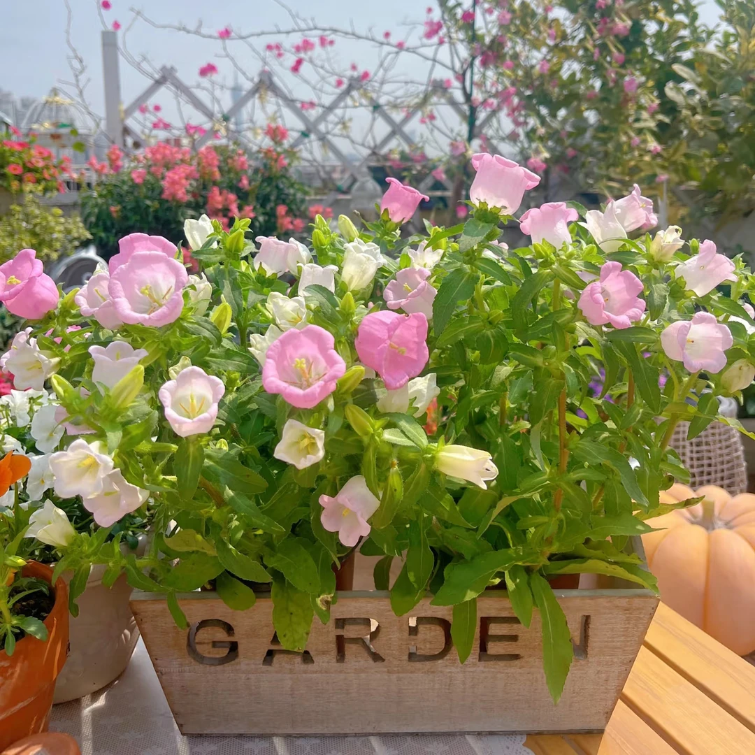 [酒杯风铃] 130口径盆 风铃草花苗带花苞四季开花卉植物阳台花园