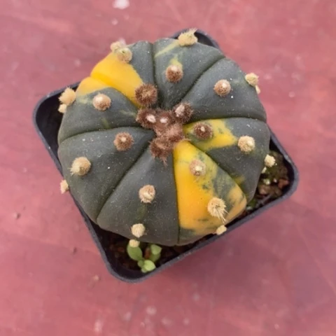 兜锦单头4仙人球