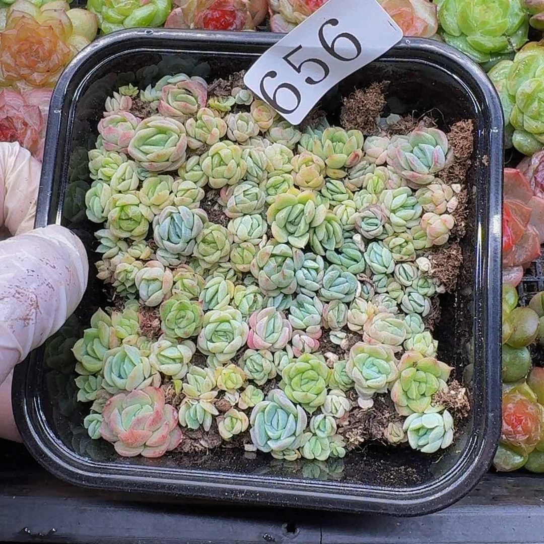 多肉植物多肉植物656