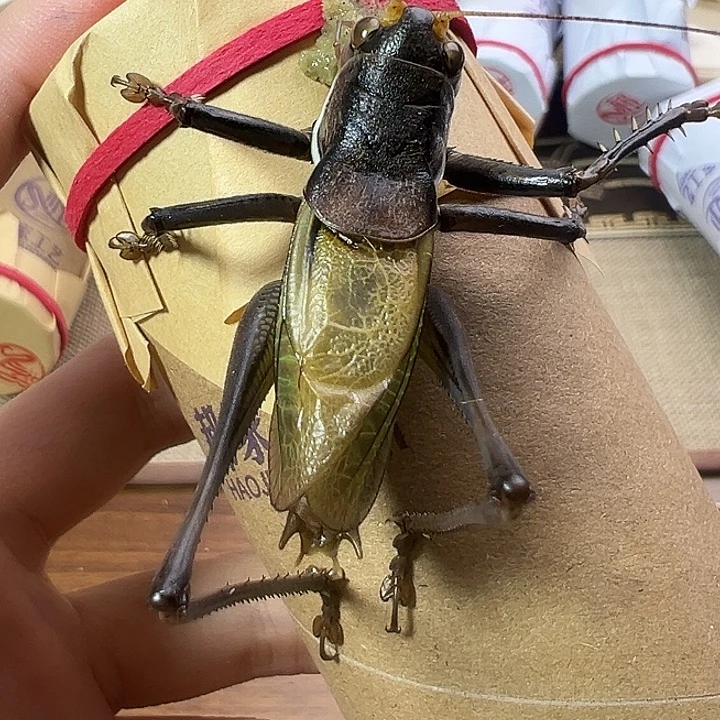 郝建伟蝈蝈一只包邮