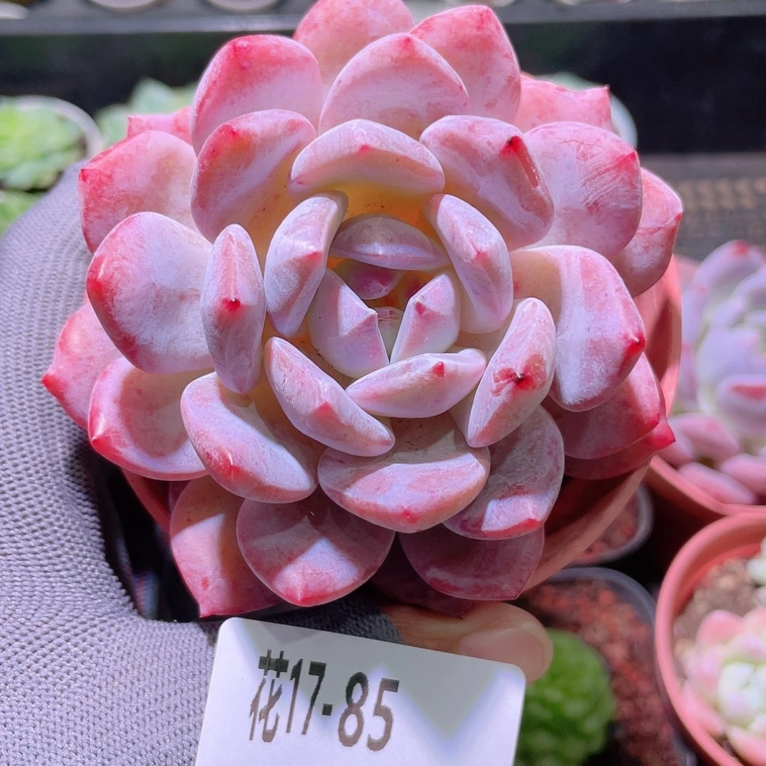 花利美17-85橙梦露