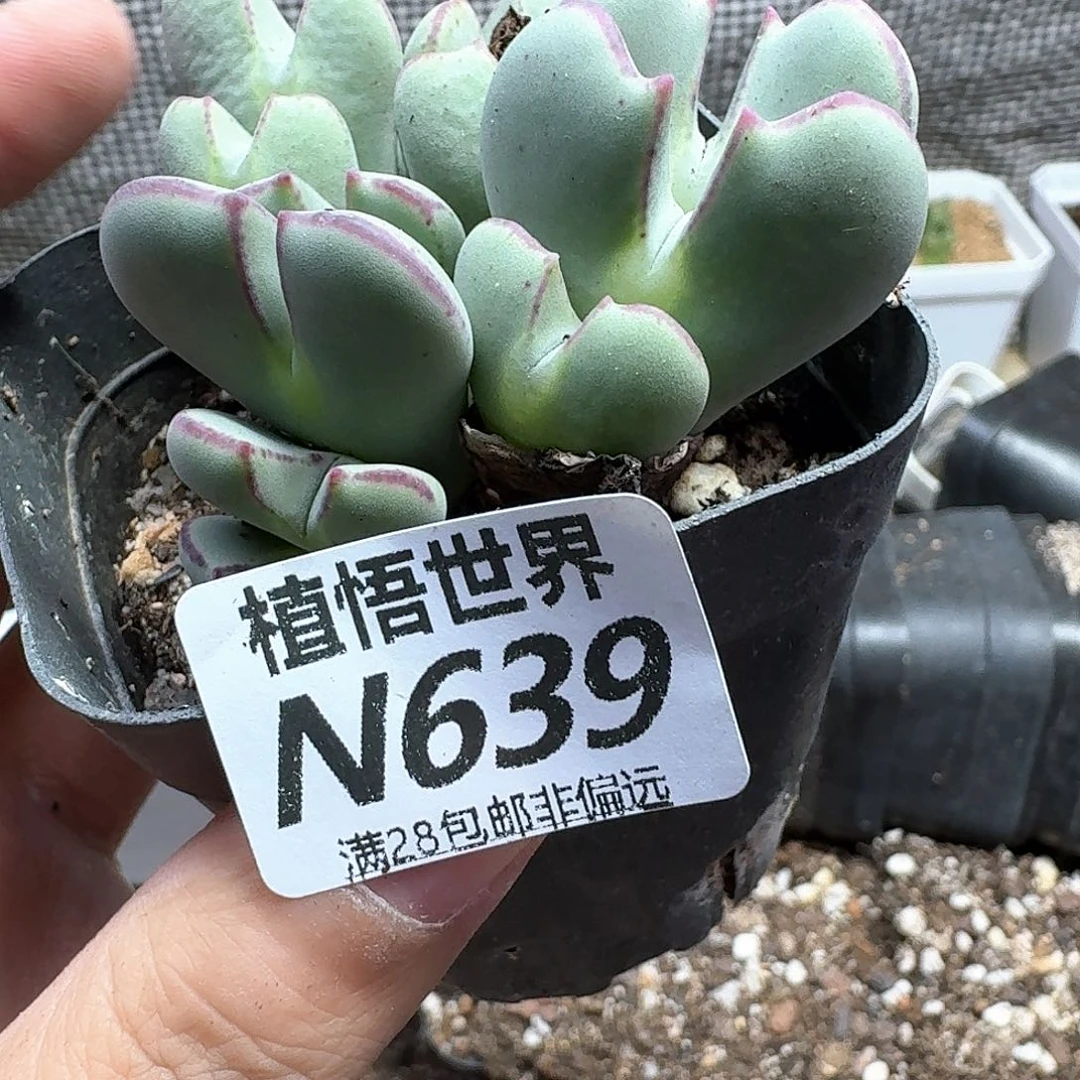 多肉植物的润泽风格