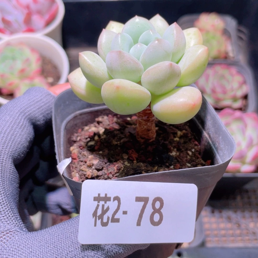 花利美 2-78泡泡糖