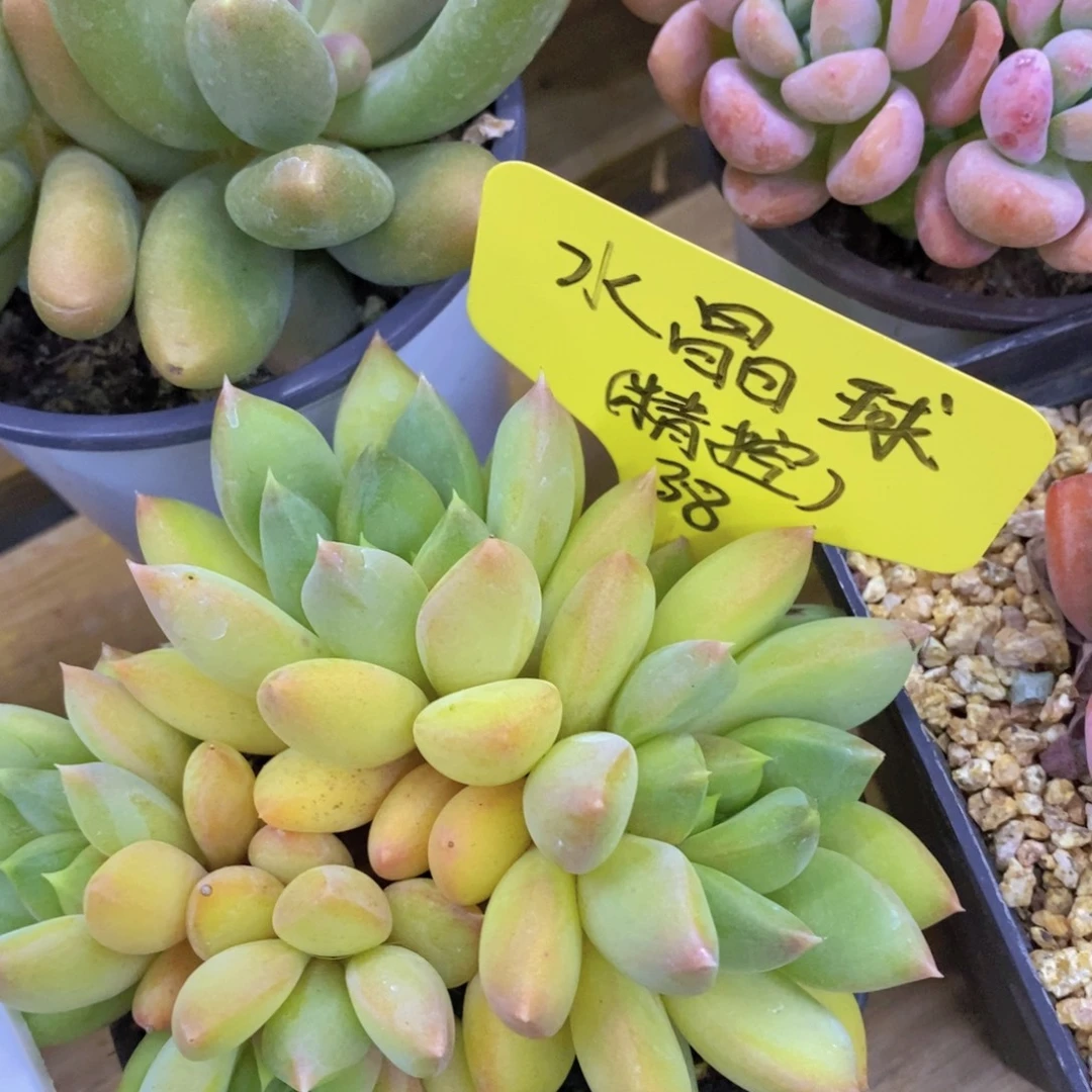 试营业，第一场，一单包邮