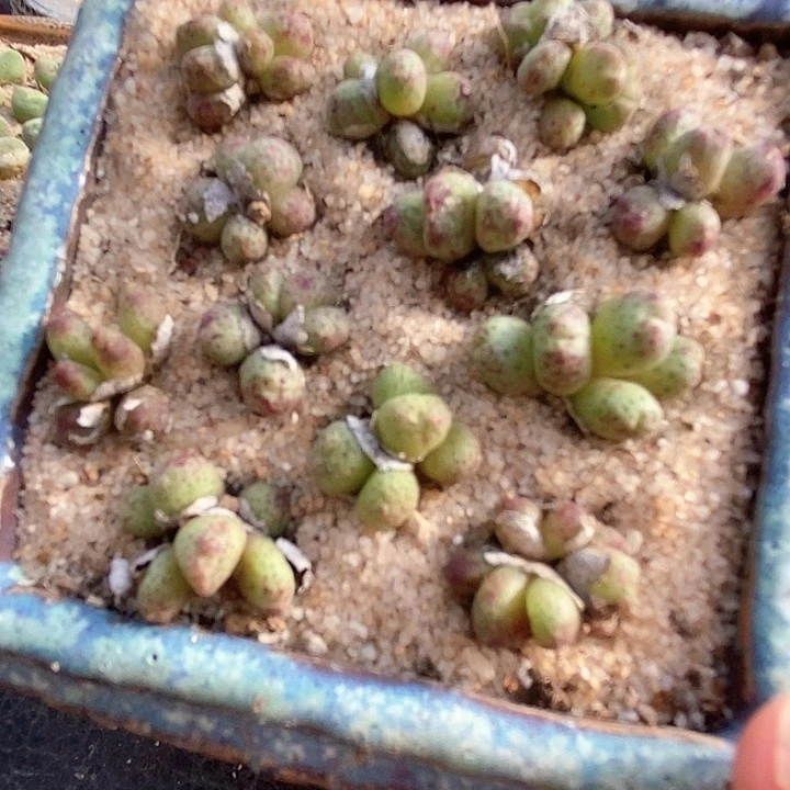 草莓斑马小群一颗