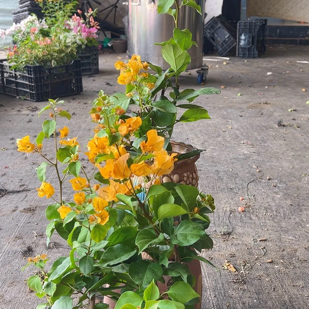 当前无花栽培后可以开花加州黄掌中宝一棵