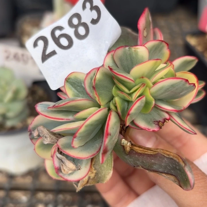 瑞碟锦头盖锦无根多肉植物满18包邮当场凑单