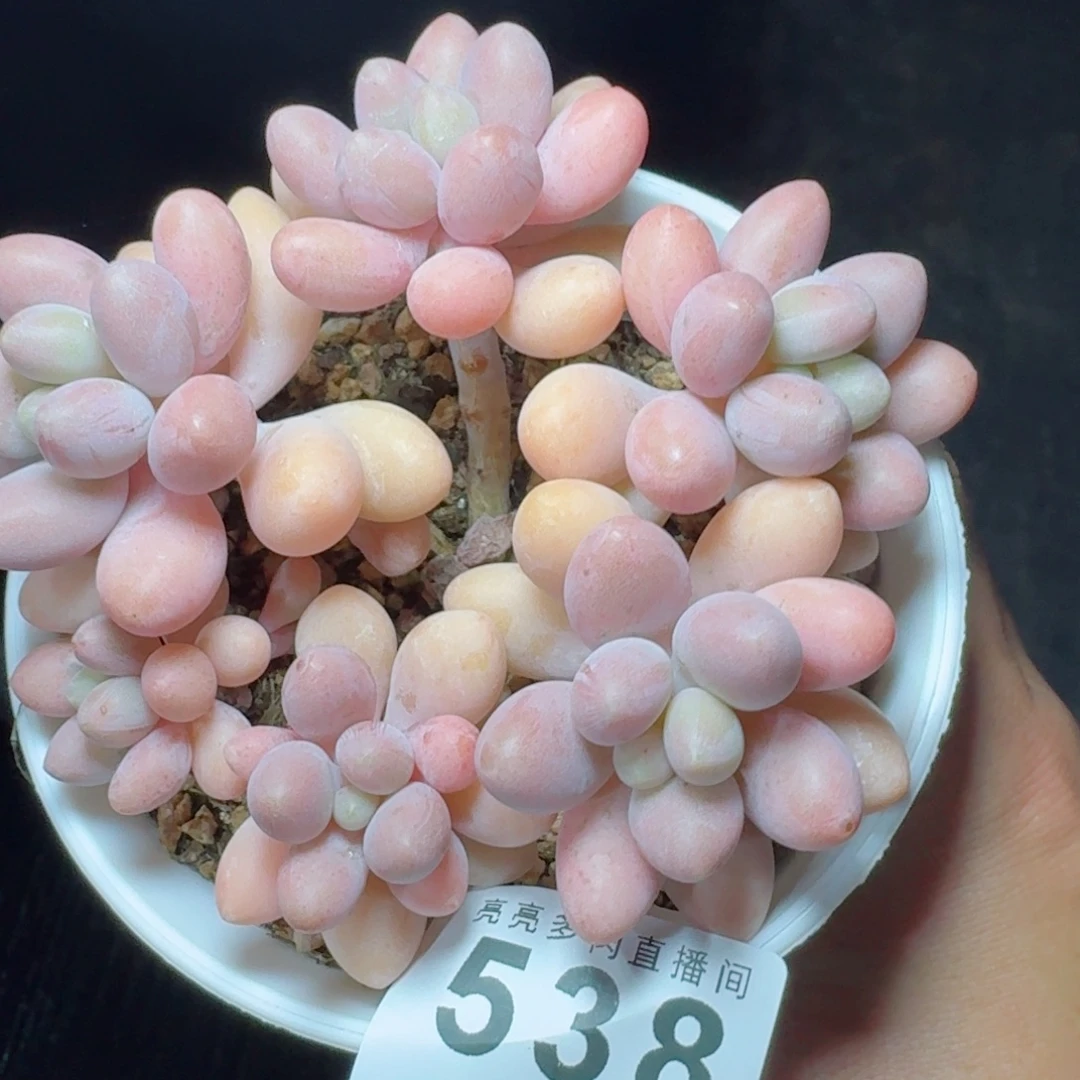粉色恋人群生            精美多肉植物