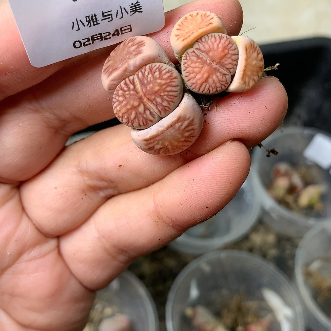 Y31多肉植物保护研究所