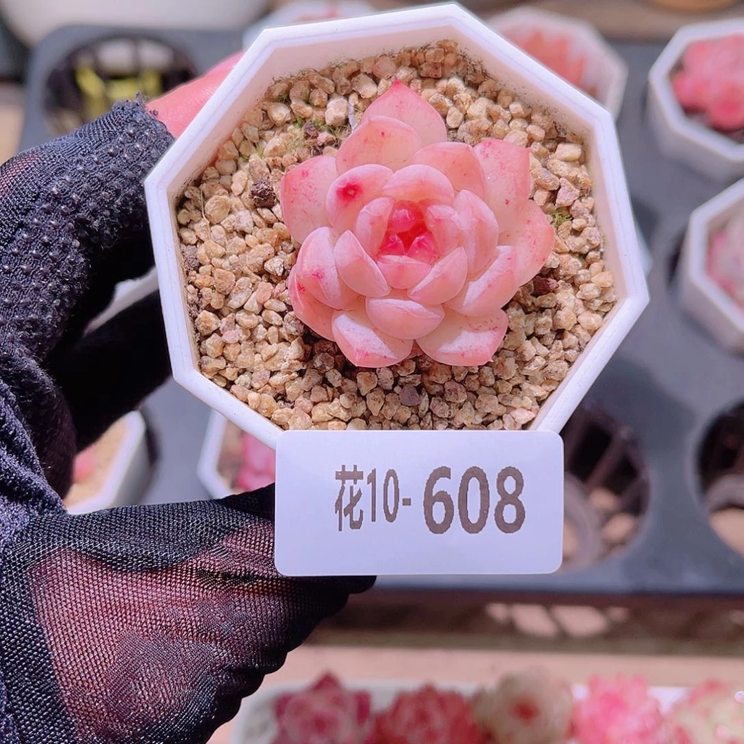 花利美10-608白桃汽水