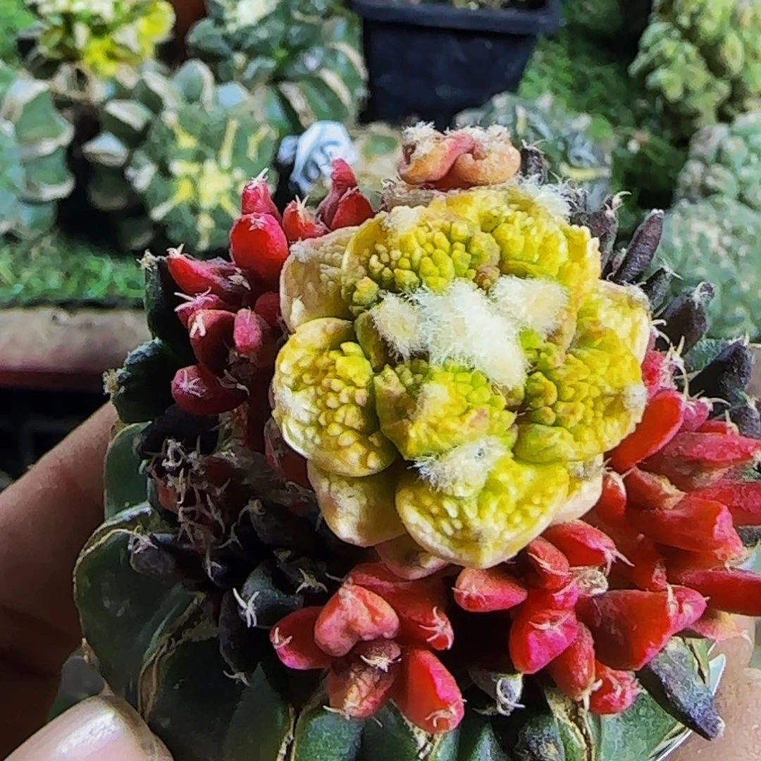 哥斯拉锦群头311仙人球