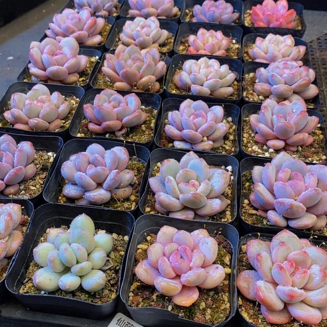 Y*157多肉植物保护研究所所长助理研究员