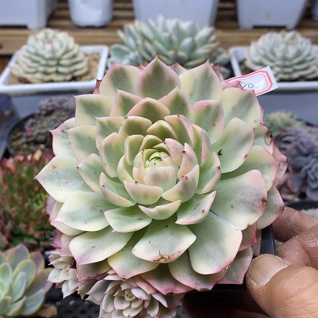 31180 大沙漠玫瑰覆轮锦 需延时发货