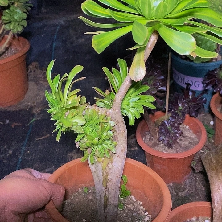 笑***开多肉植物保护研究所