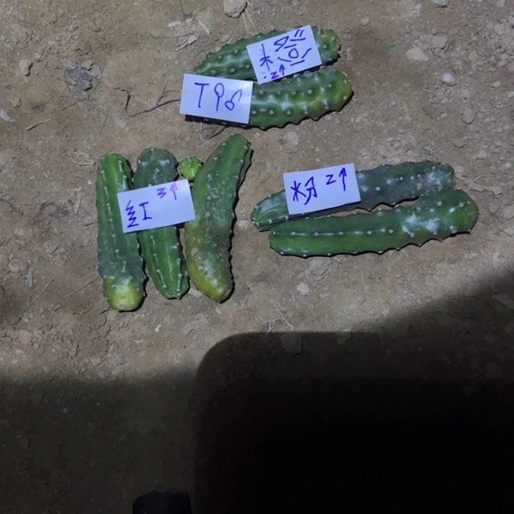 过***客T96七个水仙侧芽红橙粉21////