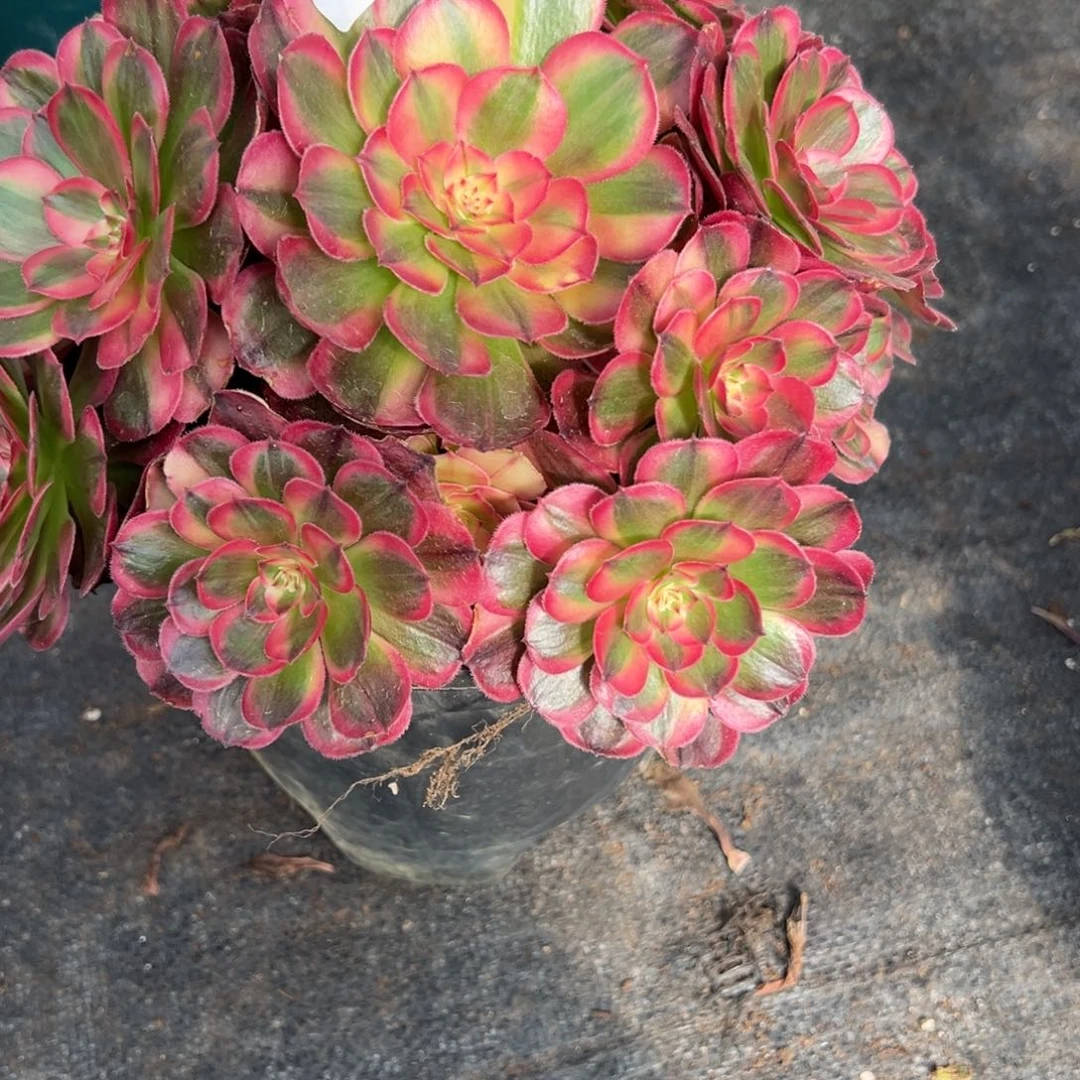 花***～155海神多肉多肉多肉多肉