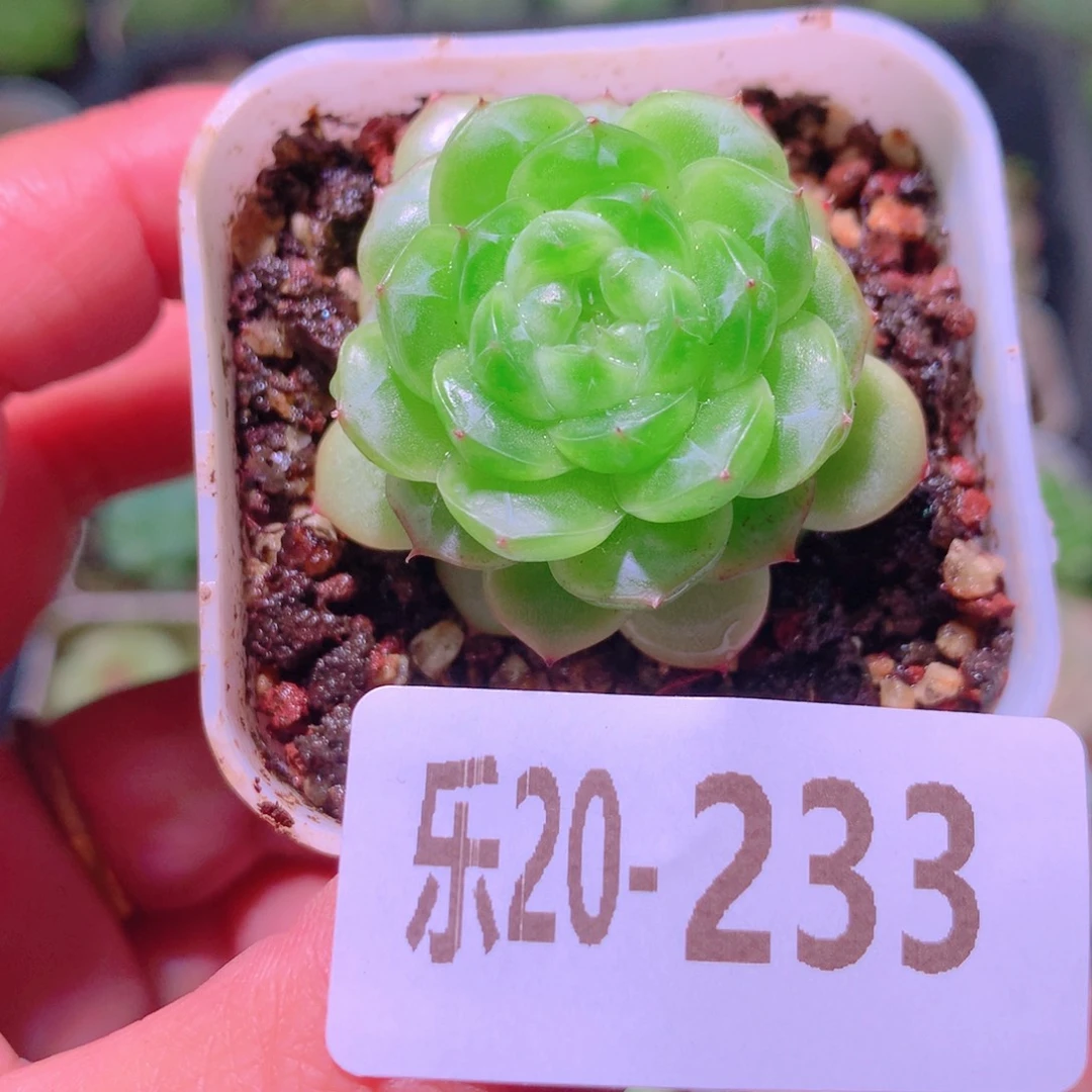乐然20-233 珍妮单头