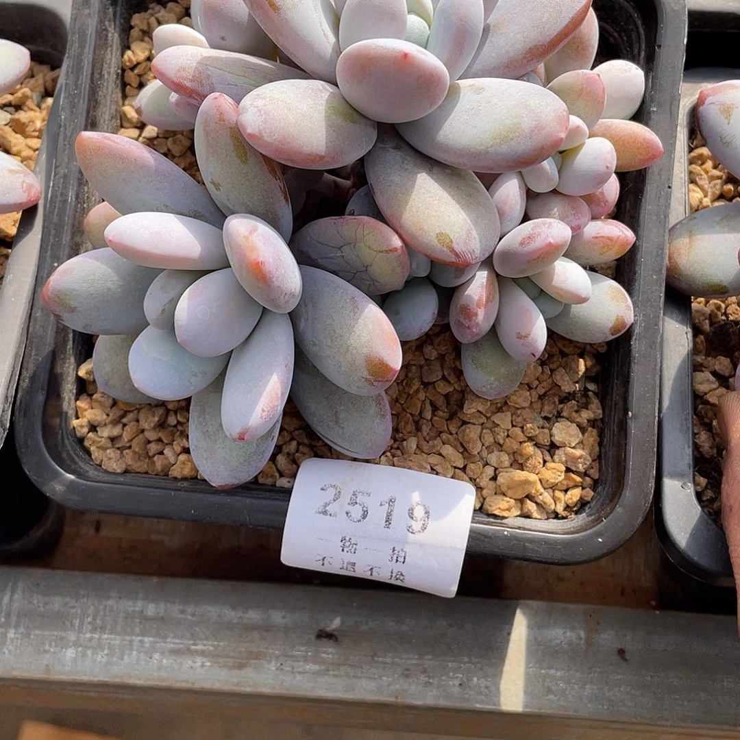 承***泽雪美人精控群生2519