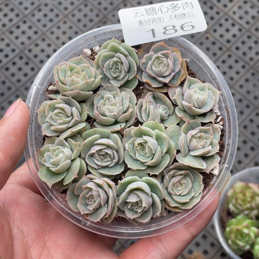 云糖心多肉植物186