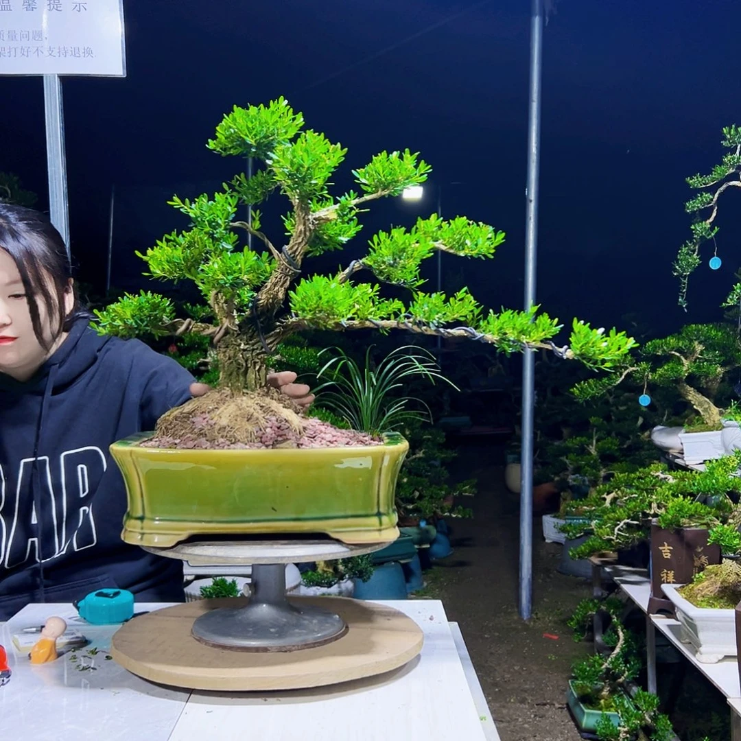 无花朵黄杨木