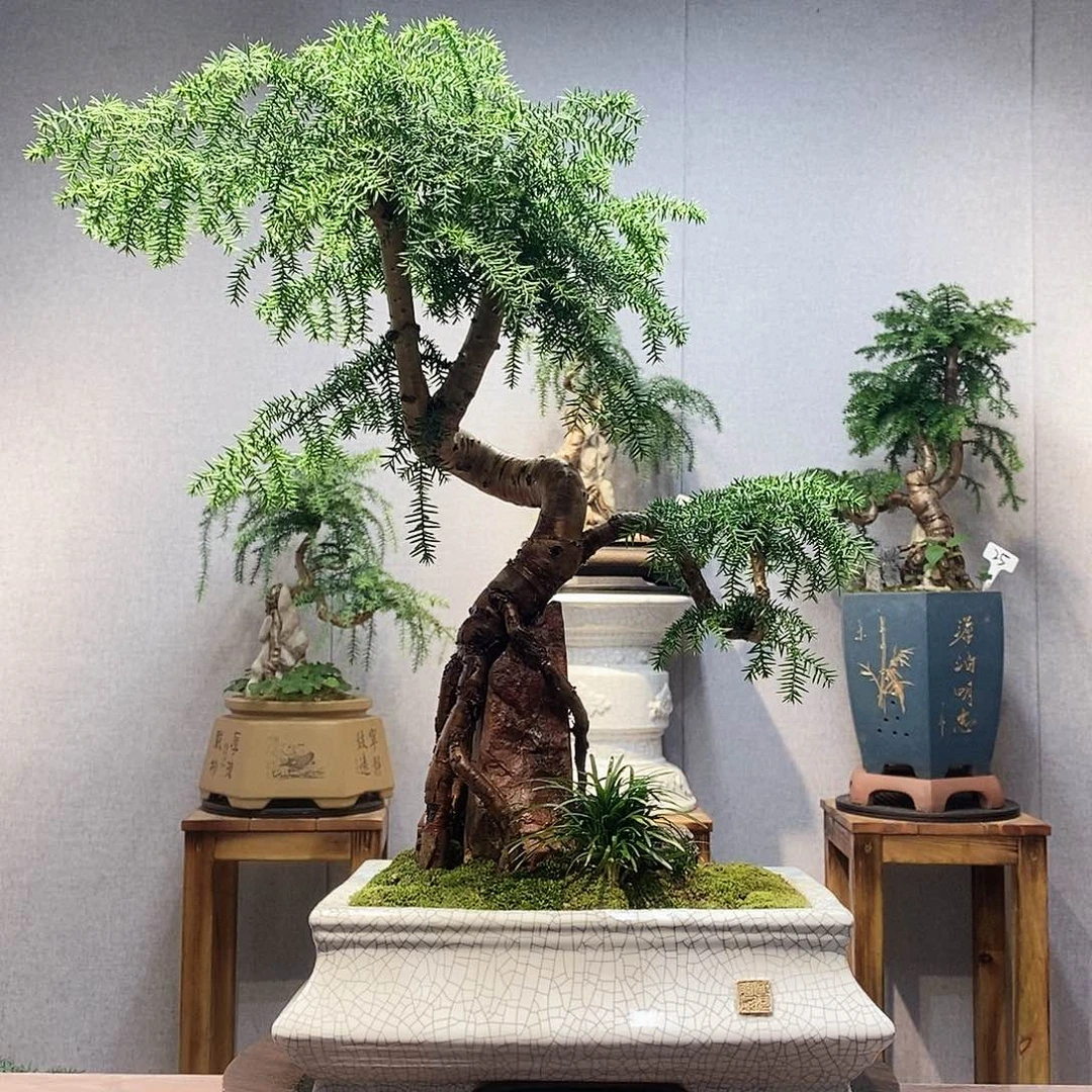 皮***匠无花朵澳洲杉1111