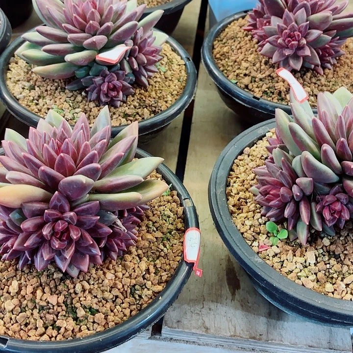 迷雾泡泡手捧花精品多肉盆栽