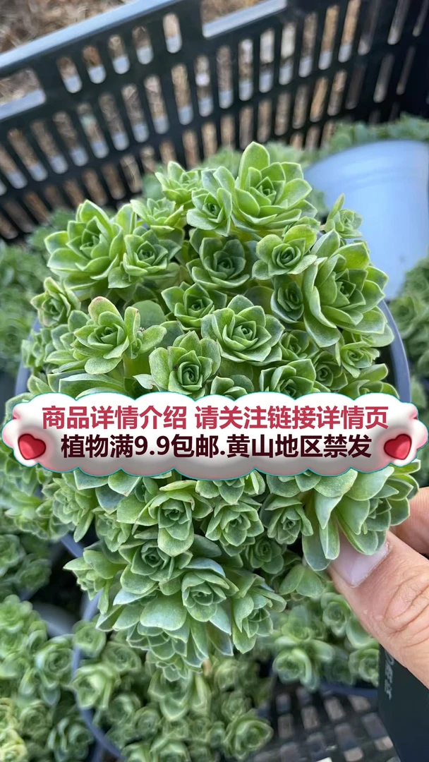 山地玫瑰-散桩)要满9.9邮 多肉植物绿植吸甲醛
