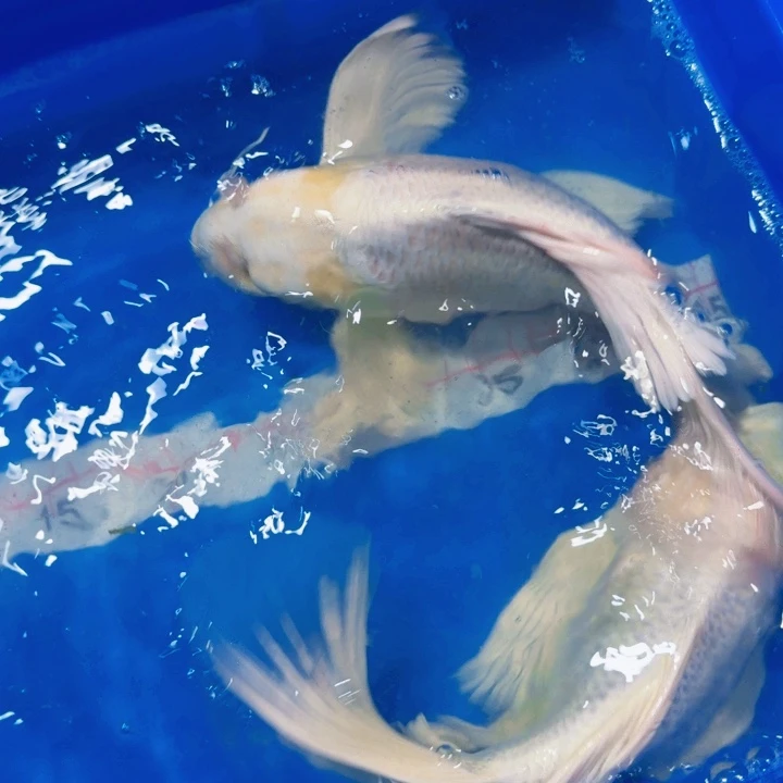 意***念蝴蝶鲤鱼蝴蝶鲤包邮，120