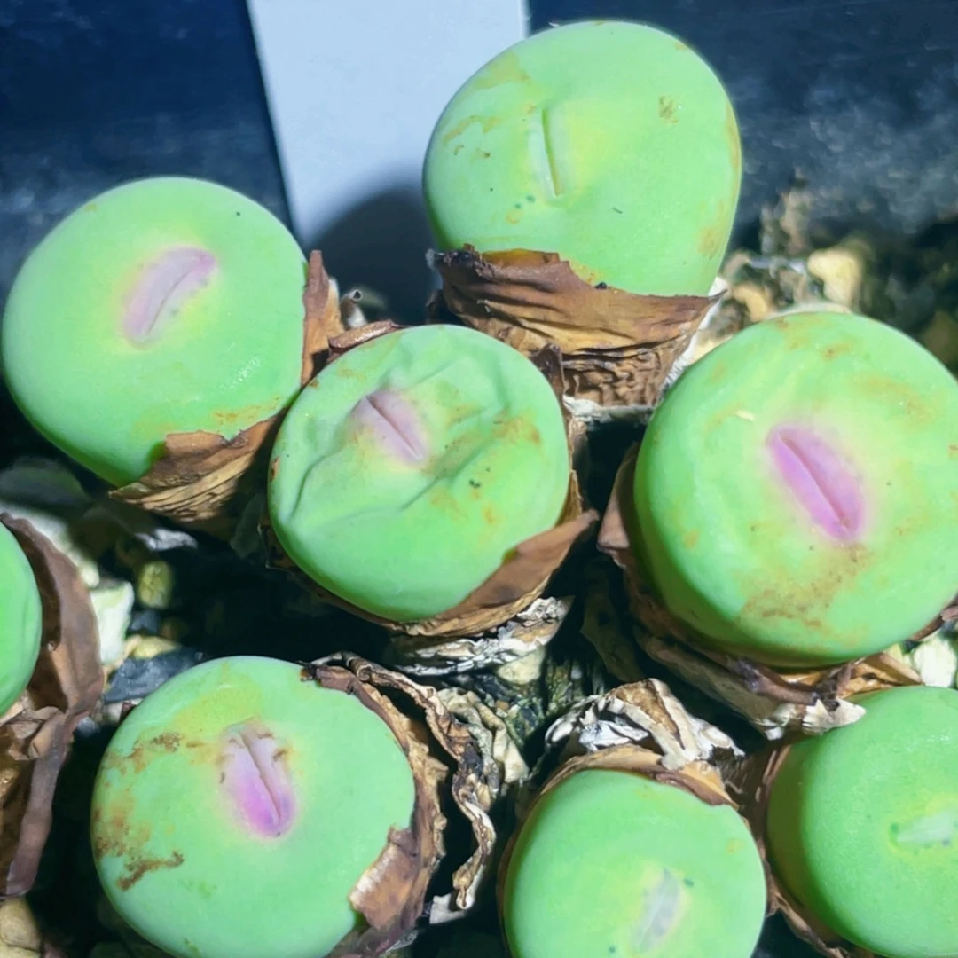 粉嘴嘴嘟嘟嘴植物一物一拍
