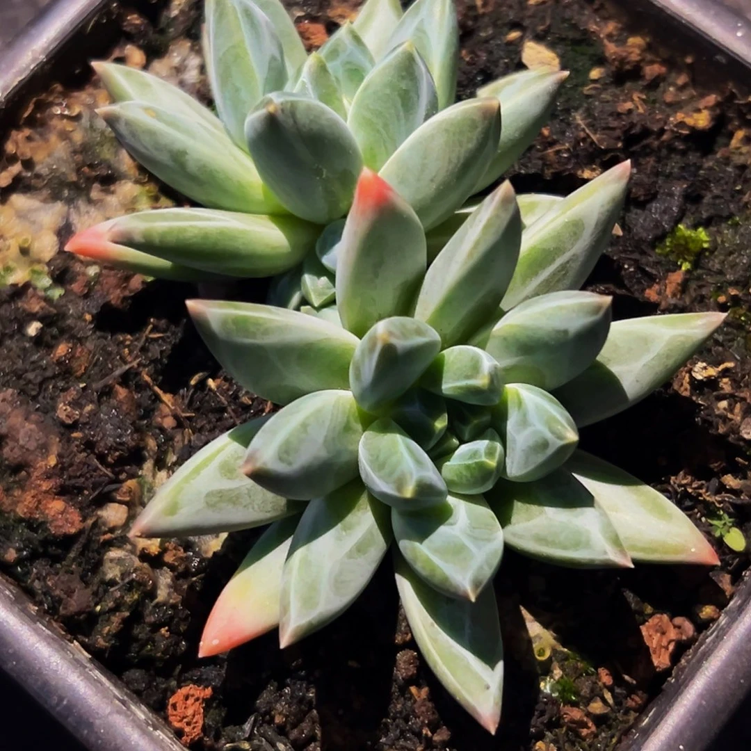 1颗美人多肉系列产品