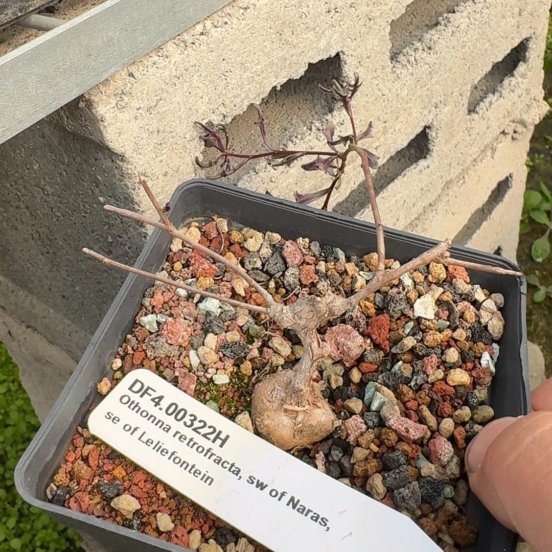 海豚叶厚敦菊一个带盆