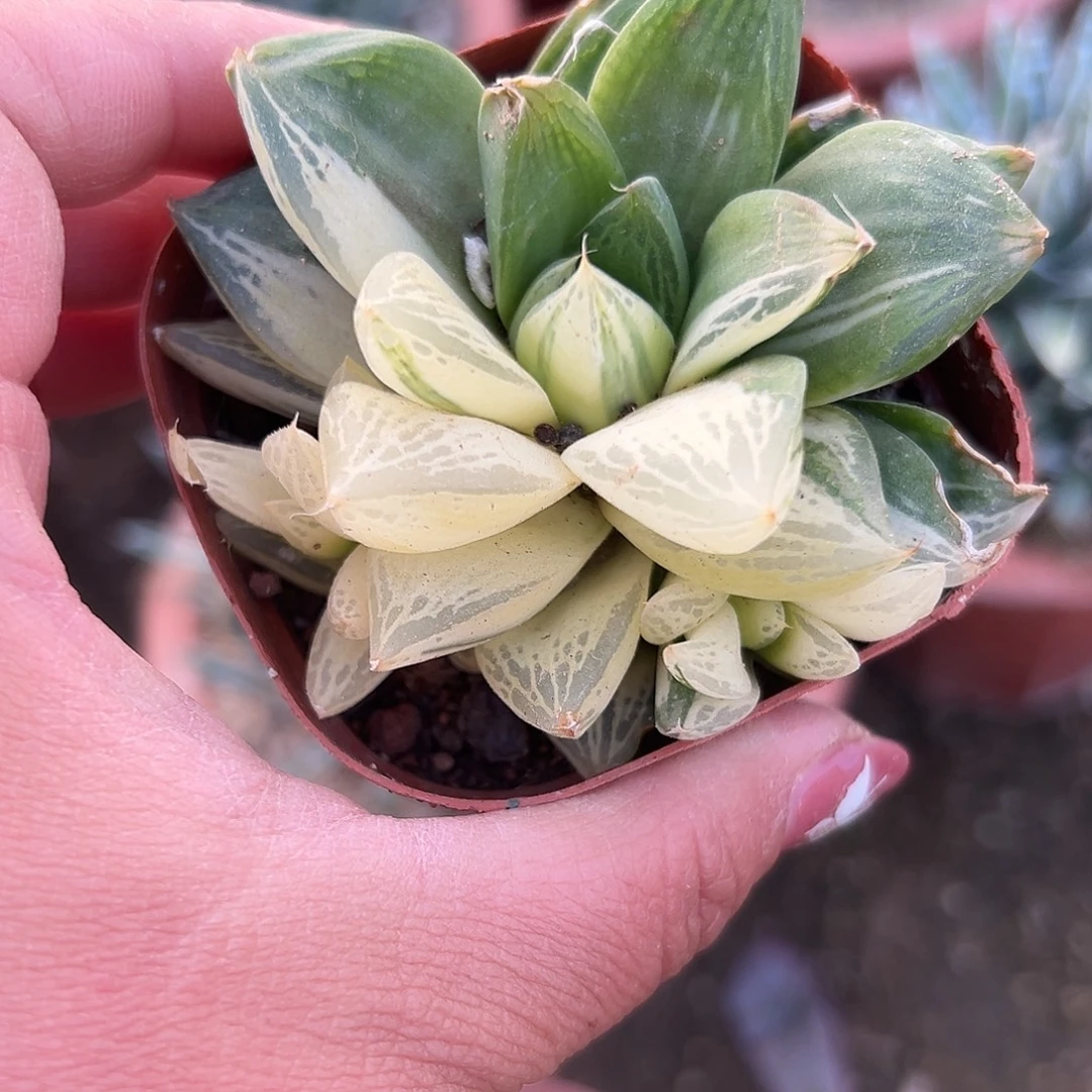 多肉植物宝草锦群