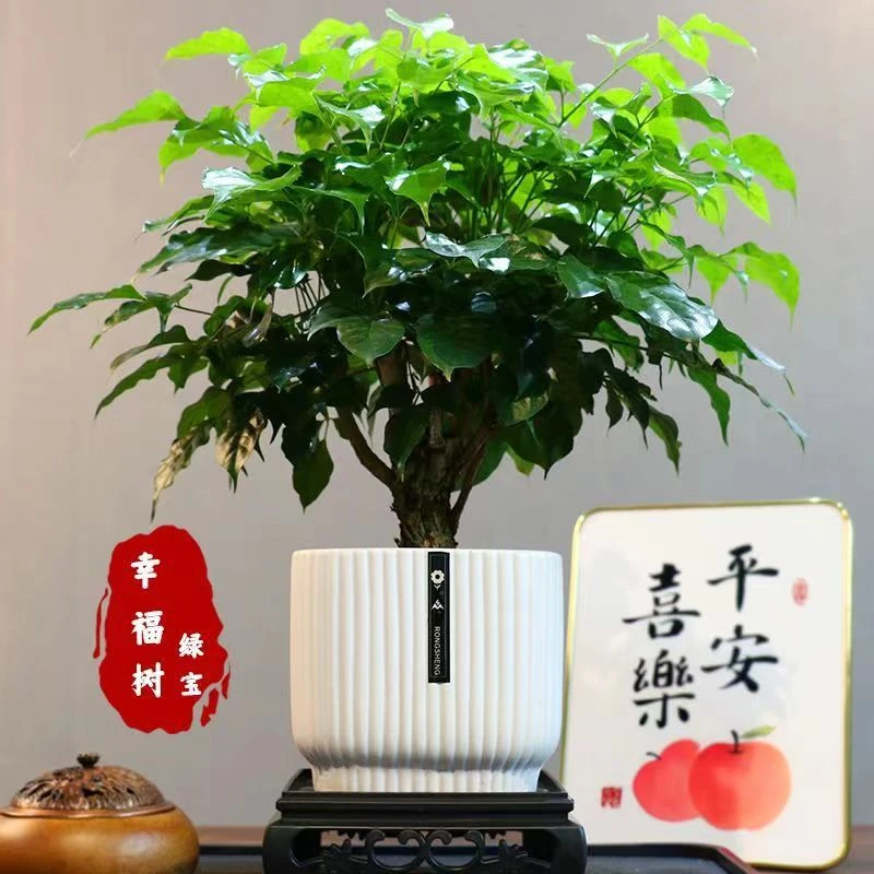 幸福树平安树绿植花卉小盆栽室内客厅办公室四季常青植物净化某气