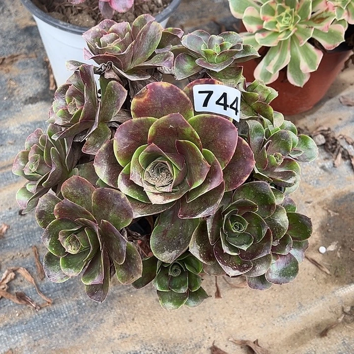 多肉植物魅金玫瑰744