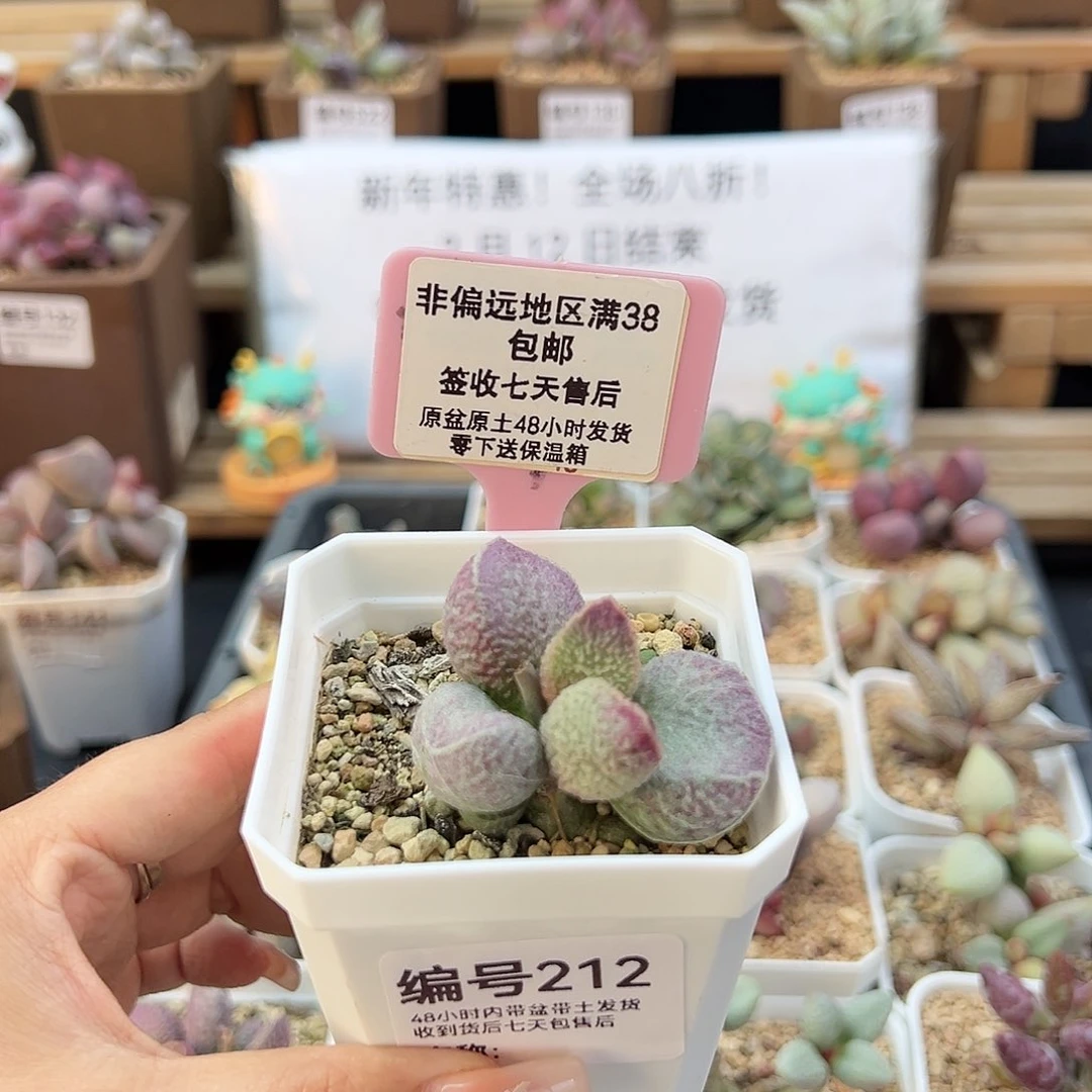 可****点212哈默猪干多肉植物