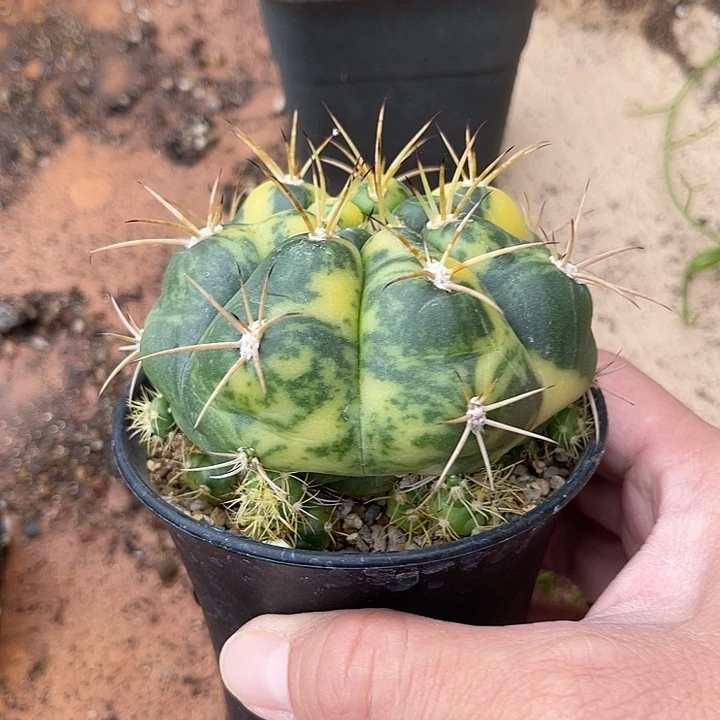 无花朵实生良宽锦仙人球